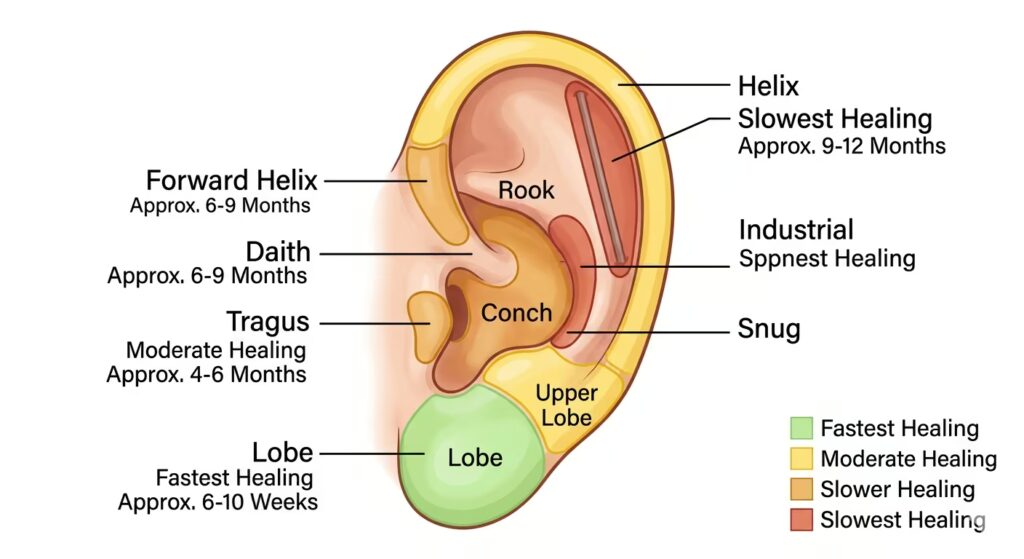 Ear anatomy and healing zones